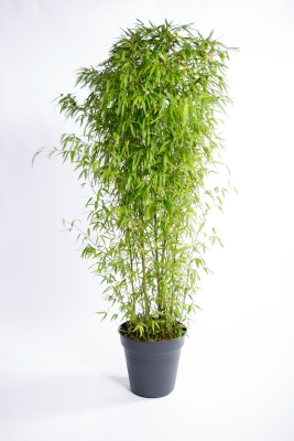 Bamboe h250